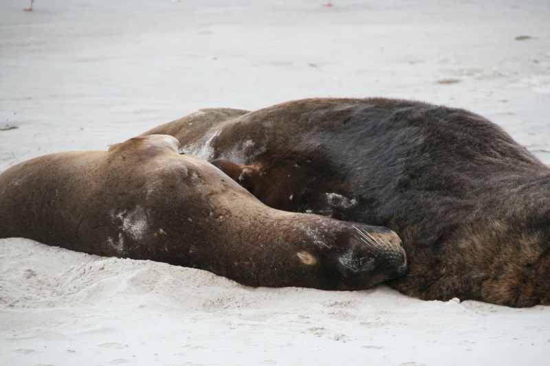 Nieuw-Zeeland 2011 - 2008